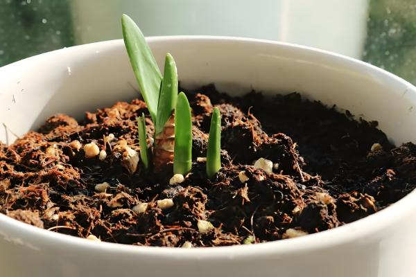 夏雪片莲的种植方法，以播种、分球繁殖为主