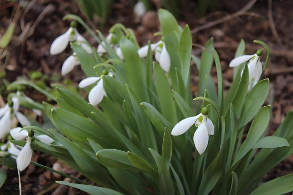 夏雪片莲的种植方法，以播种、分球繁殖为主