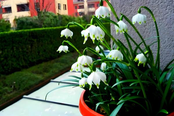 夏雪片莲的种植方法，以播种、分球繁殖为主