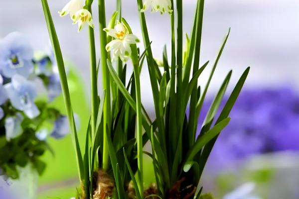 夏雪片莲的种植方法，以播种、分球繁殖为主