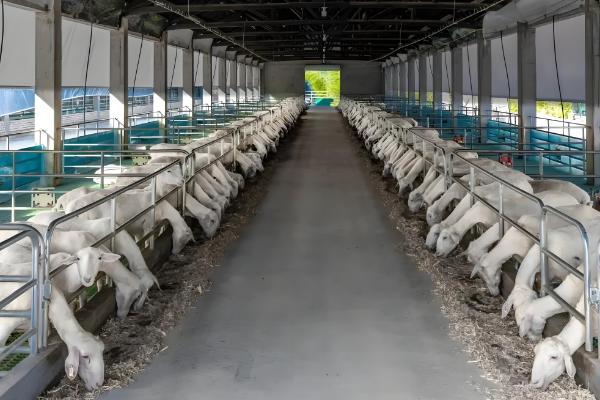 羊冬天要保暖吗，羊冬天需要保暖