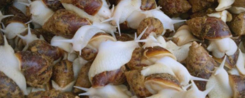 冬季怎么给白玉蜗牛保温，以下三种方式均可提高室温