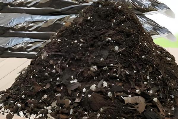 夏季如何养殖牡丹吊兰,每隔3-4天浇一次水