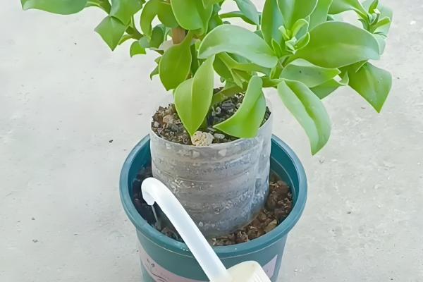 夏季如何养殖牡丹吊兰,每隔3-4天浇一次水