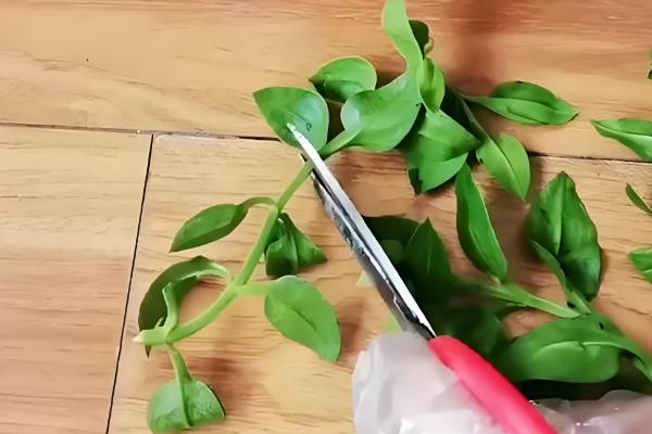 夏季如何养殖牡丹吊兰,每隔3-4天浇一次水