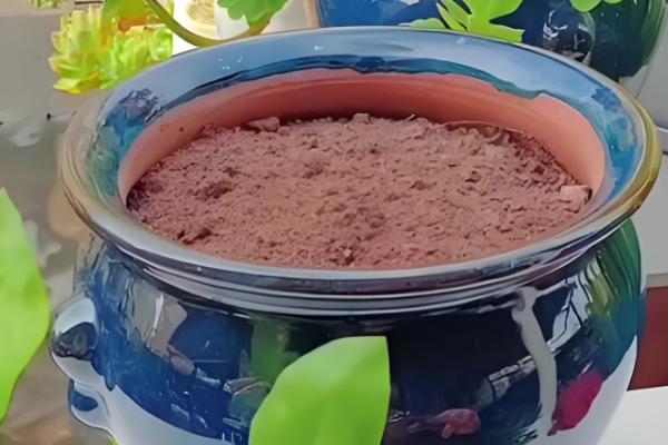 夏季如何养殖牡丹吊兰,每隔3-4天浇一次水