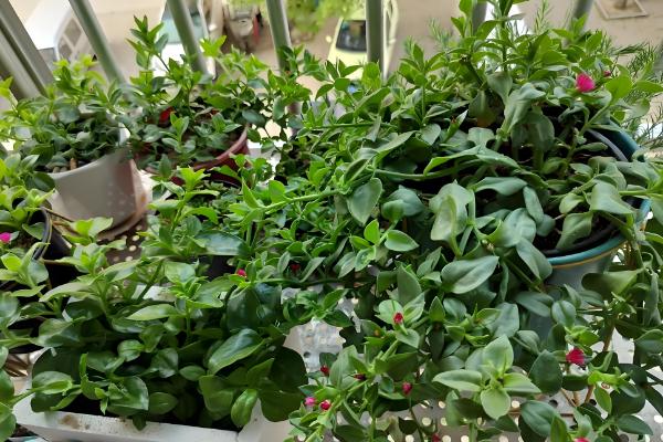夏季如何养殖牡丹吊兰,每隔3-4天浇一次水