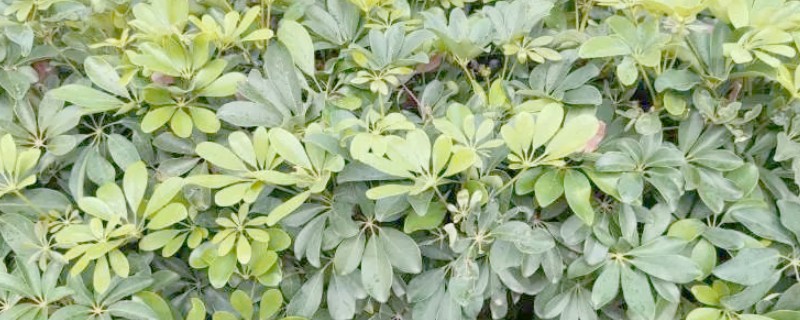 鹅掌藤如何养爆盆，一定要有足够的光照