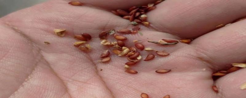 楸树种子怎么选择，在15-30年生的健壮母树上采种