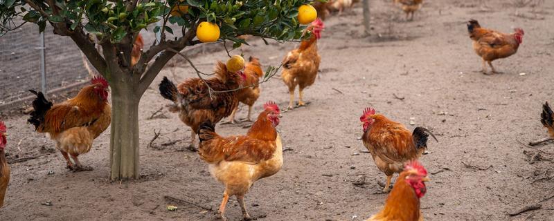 湖北农村适合养殖什么，土鸡、河虾等动物具有不错的收益