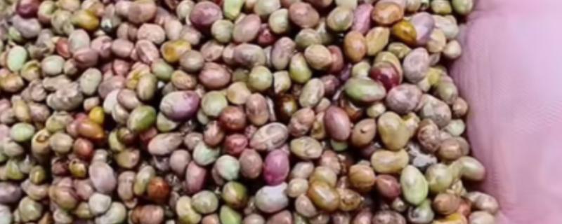 花木种子如何冬贮，可采用干藏法或湿藏法