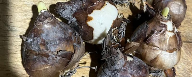 水仙花的球茎选大还是选小，大球茎复花的可能性更大