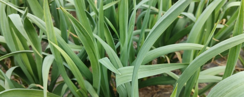种大蒜需要哪些肥，可以撒有机肥、过磷酸钙等