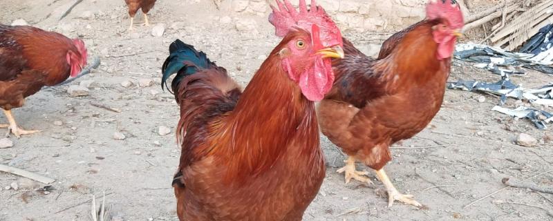 九斤红公鸡几个月可以出栏，3个月就可以出栏