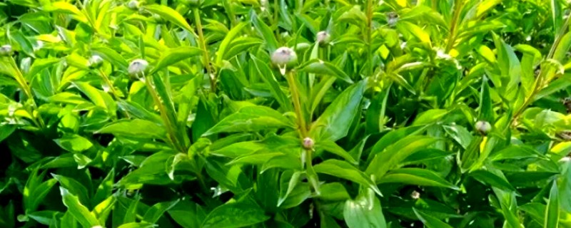 种植白芍的收益，年均亩收入为6000-7000元左右