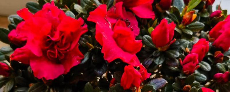 如何养护杜鹃花，花后及时进行修剪