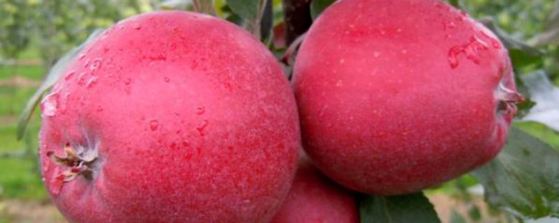 红色之爱119-06有何特点，是中美杂交的苹果品种