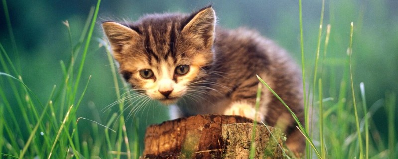 可导致猫咪中毒的植物，常见的有茉莉、百合、绣球花等