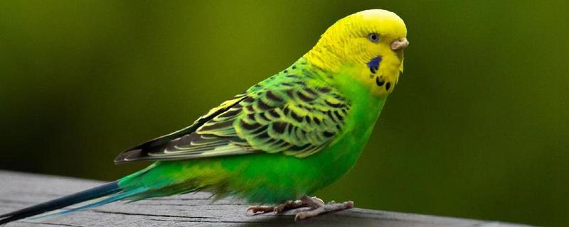 虎皮鹦鹉繁殖的前兆，会频繁出现白色的眼圈