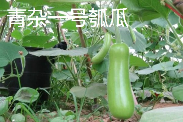 瓠瓜有什么好品种，美瓠二号、正源3号等品种的产量较高