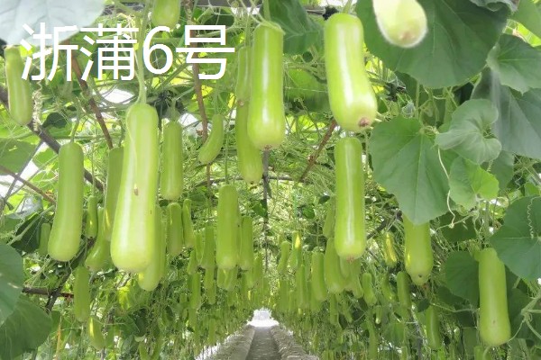 瓠瓜有什么好品种，美瓠二号、正源3号等品种的产量较高