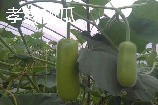 瓠瓜有什么好品种，美瓠二号、正源3号等品种的产量较高