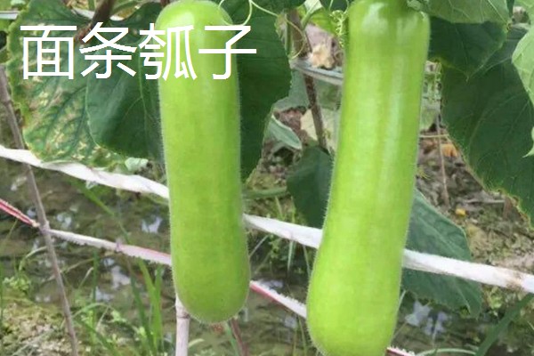 瓠瓜有什么好品种，美瓠二号、正源3号等品种的产量较高