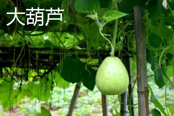 瓠瓜有什么好品种，美瓠二号、正源3号等品种的产量较高