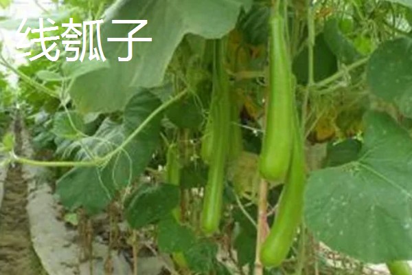 瓠瓜有什么好品种，美瓠二号、正源3号等品种的产量较高