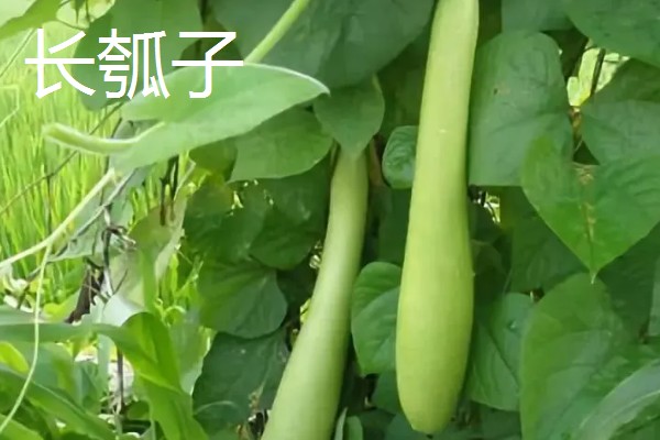 瓠瓜有什么好品种，美瓠二号、正源3号等品种的产量较高