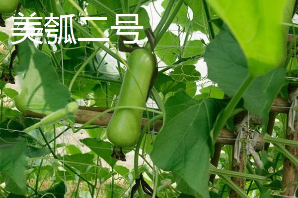 瓠瓜有什么好品种，美瓠二号、正源3号等品种的产量较高