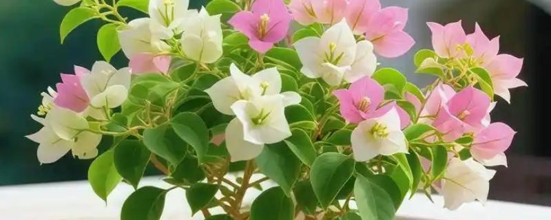 怎么养绿樱三角梅，每隔2-3天浇水一次