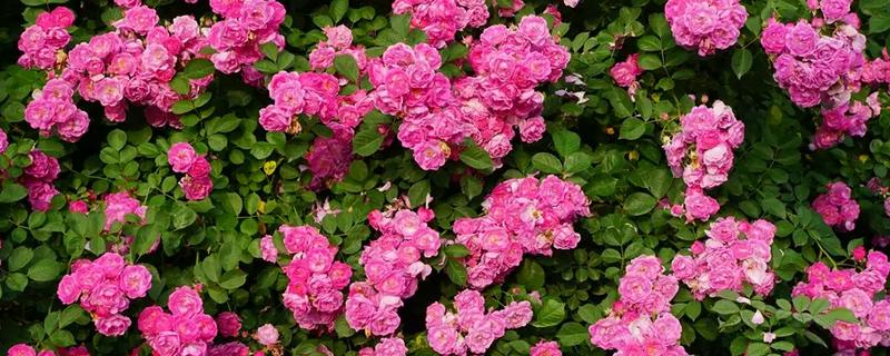 粉红色蔷薇花的花语，寓意爱的誓言、爱的思念等