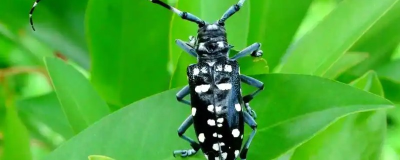 星天牛吃什么，可以喂食榆树、柳树皮等