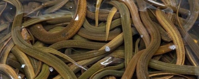 黄鳝购买如何挑选，选颜色灰黄、摸起来较柔软的