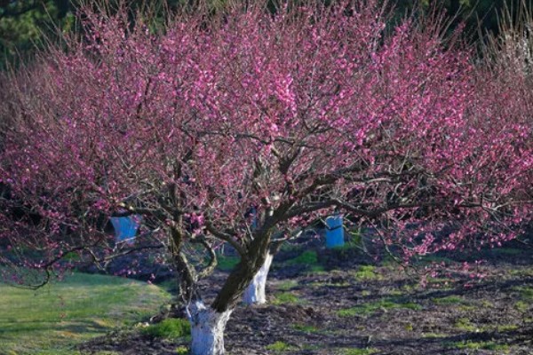 花有哪些品种，分为草本花卉、木本花卉等