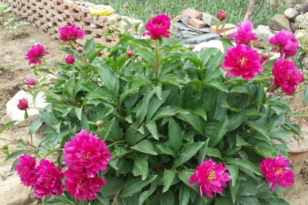 花有哪些品种，分为草本花卉、木本花卉等