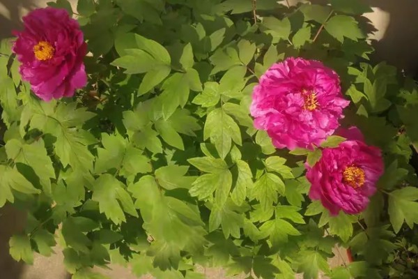 花有哪些品种，分为草本花卉、木本花卉等