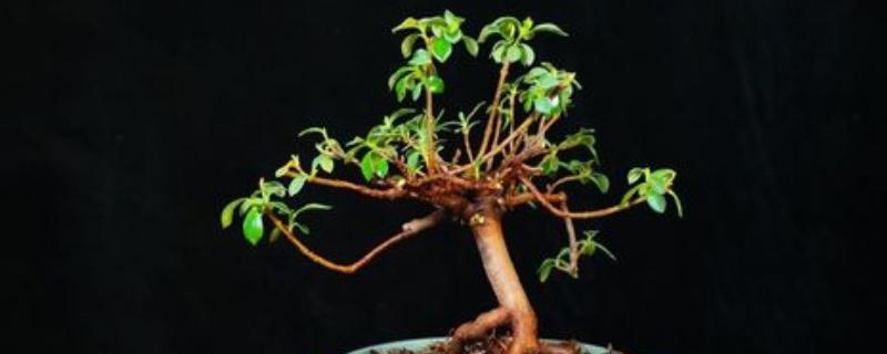 生桩与熟桩的区别，修剪状况和发根程度均不同