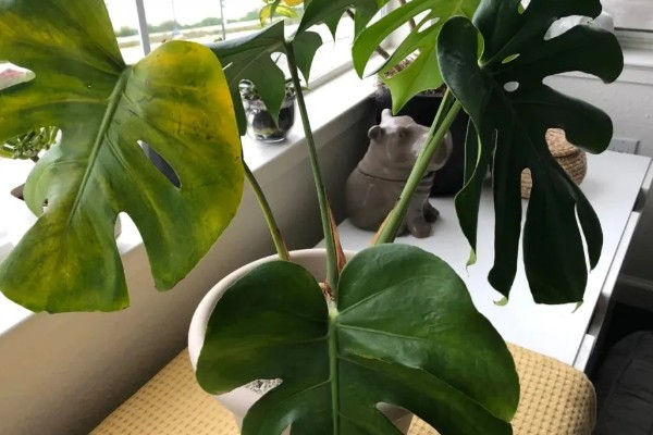 花有哪些品种，分为草本花卉、木本花卉等