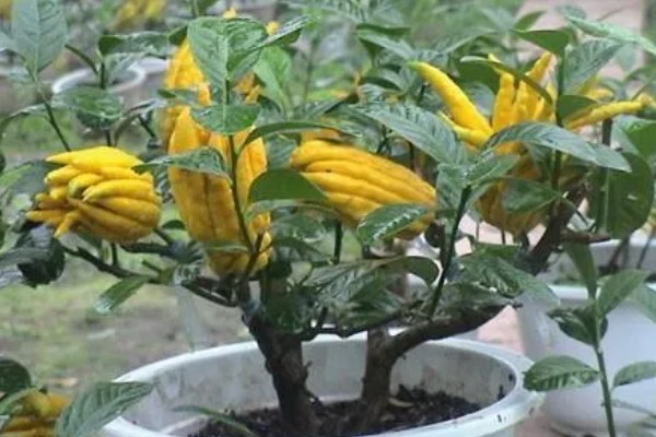 花有哪些品种，分为草本花卉、木本花卉等