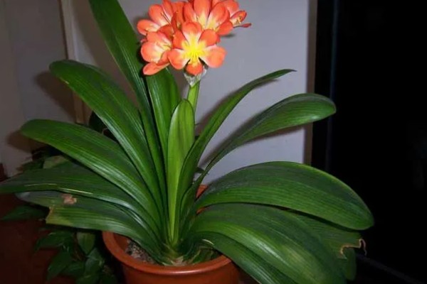 花有哪些品种，分为草本花卉、木本花卉等