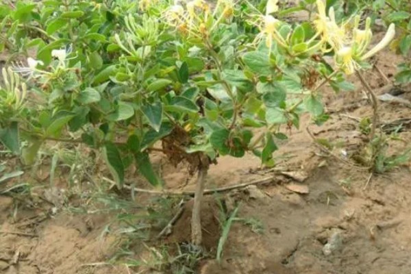 花有哪些品种，分为草本花卉、木本花卉等