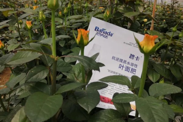 花有哪些品种，分为草本花卉、木本花卉等