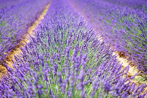 花有哪些品种，分为草本花卉、木本花卉等