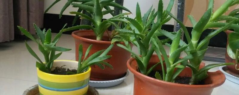 新房放什么植物可以去甲醛，可以放绿萝、芦荟等