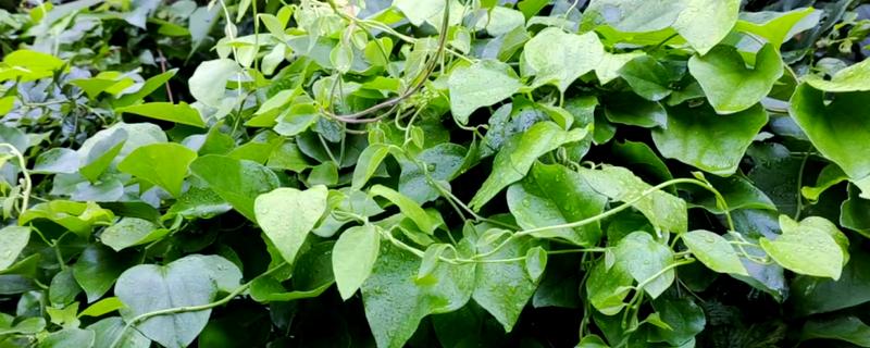 木防己简介，是木质藤本植物