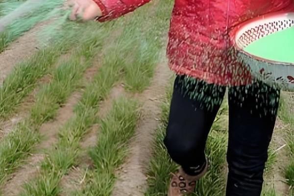 小麦白粉病怎么防治,主要使用的药物是粉锈宁