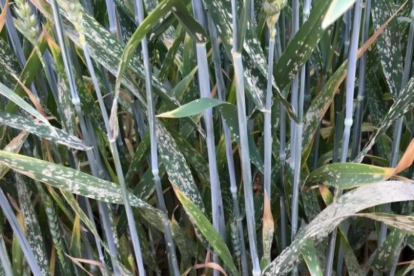 小麦白粉病怎么防治,主要使用的药物是粉锈宁