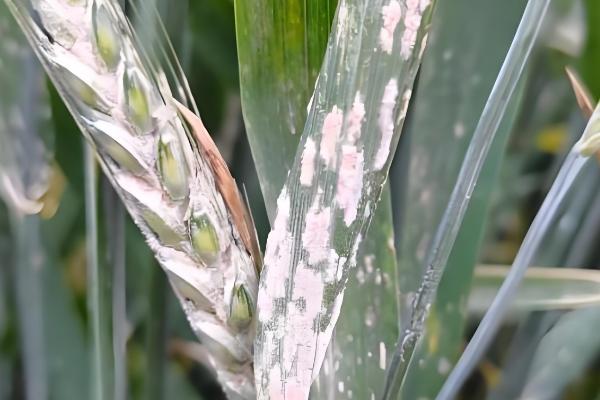 小麦白粉病怎么防治,主要使用的药物是粉锈宁